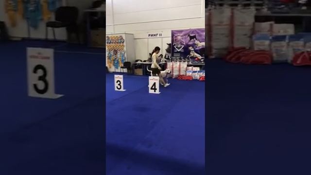аргентинский дог Рой, выставка собак / Nebesnaya Liga Dnevnoy Dozor смотреть онлайн
