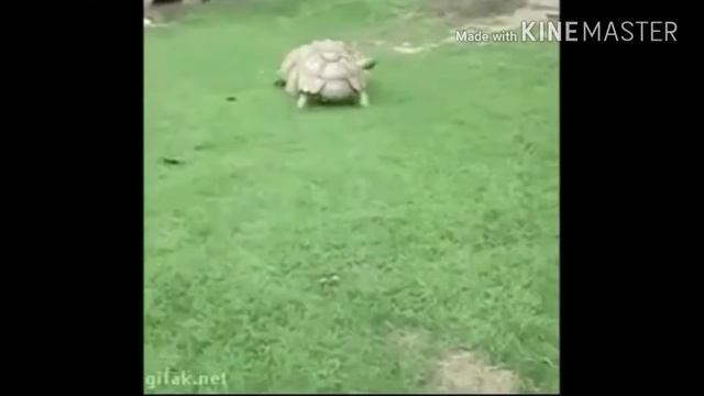 Смешные коты и собаки белки и др смотреть онлайн
