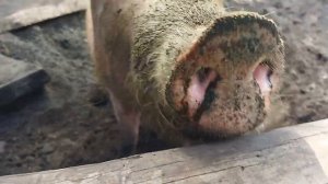 Домашняя свинья хрюкает