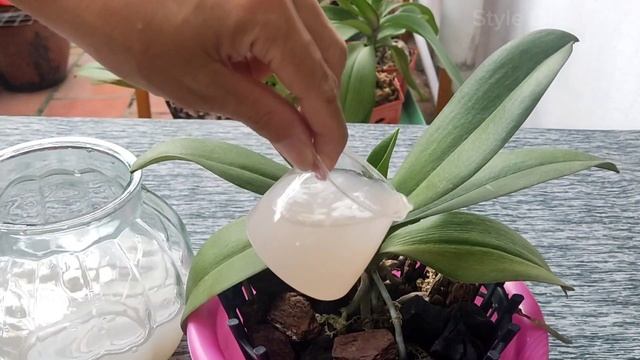 Chỉ cần 1 vỏ chuối thôi! Hãy quên đi những loại phân bón đắc tiền. смотреть онлайн