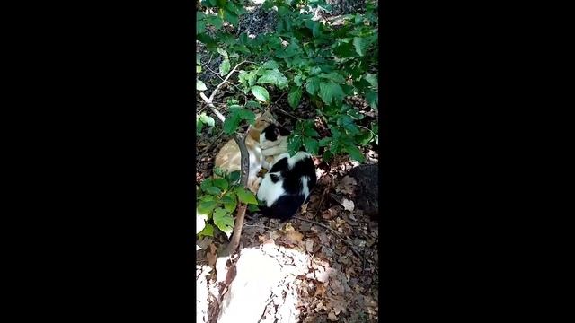 Кошка орёт смотреть онлайн