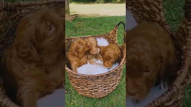 КТО ЗНАЕТ ПОРОДУ ? ПИШИ В КОММЕНТАРИИ смотреть онлайн