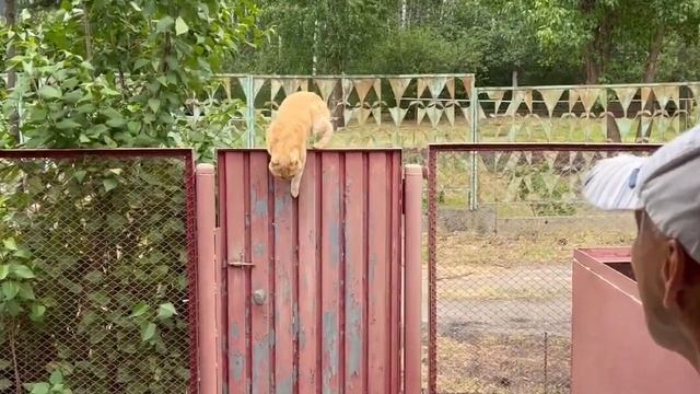 Гость на нашей даче! Строим Челябинский Будапешт! смотреть онлайн