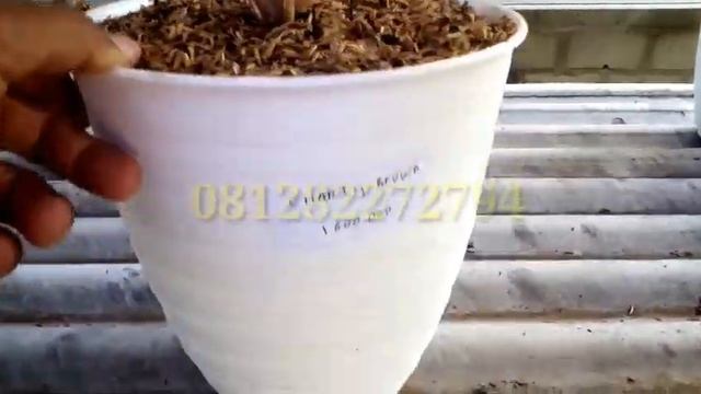 JENIS DAN HARGA AGLAONEMA MAHAL DAN LANGKA/LANGITAN-B2P смотреть онлайн