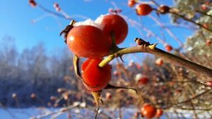 Путешествие по временам года и годов