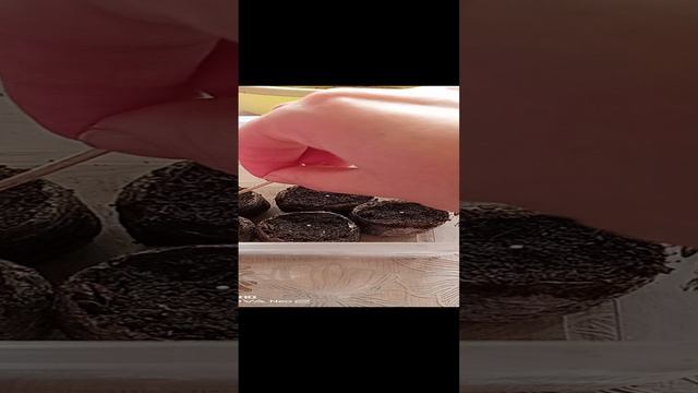 Сею эустому. Кто со мной? смотреть онлайн