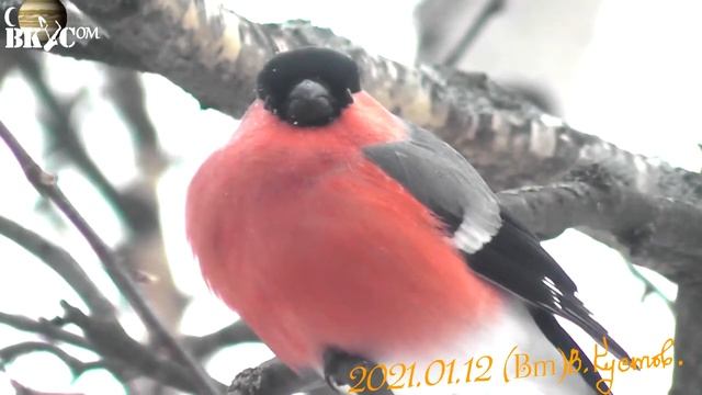 Снегири смотреть онлайн