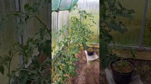 Выращиваем помидоры  черри из Пятëрочки