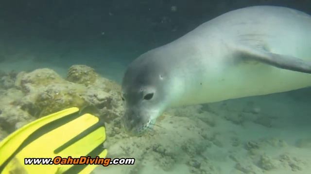 Hawaiian Monk Seal - Salty N72 - Scuba Diving with Monk Seals смотреть онлайн