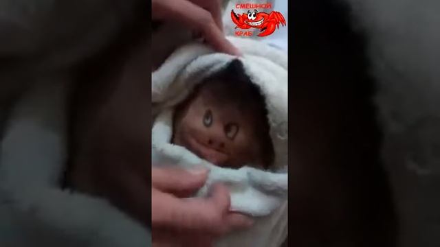 Поймали чупокабру смотреть онлайн