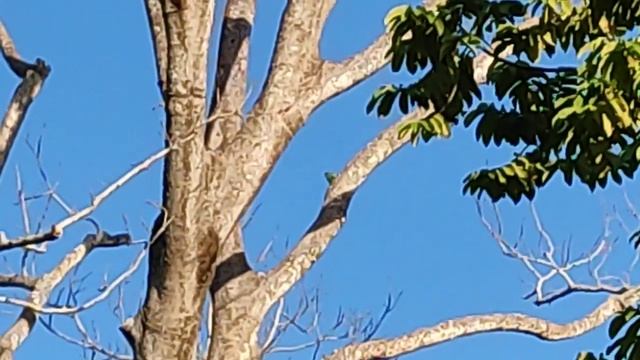 perico detrás de rama seca.observacion de flora y fauna de selva.la cabaña del tío Ebel Garcés.guía смотреть онлайн