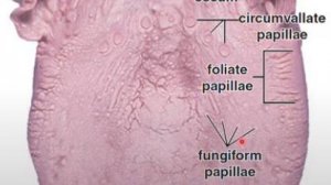 Сазонов С.В. 26. Язык