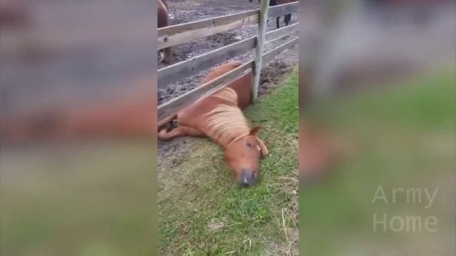 Баран смотреть онлайн