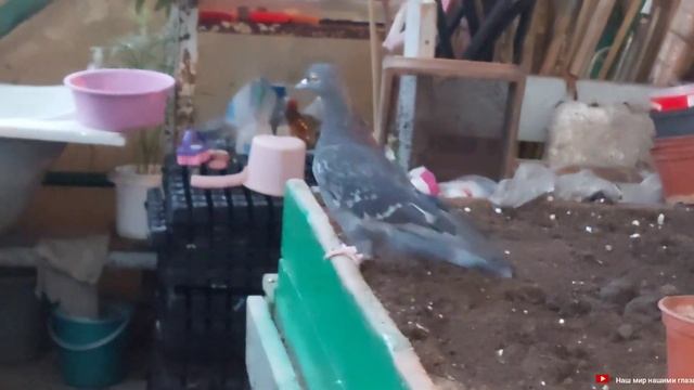 Мишель теперь с меткой смотреть онлайн