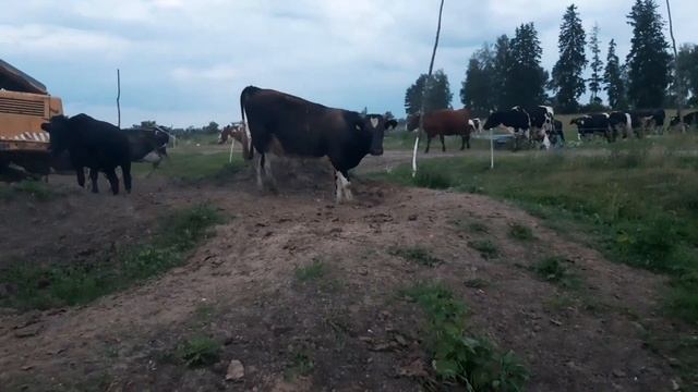 Бык-Медведь Лорд.))) Разговор с хозяином. смотреть онлайн