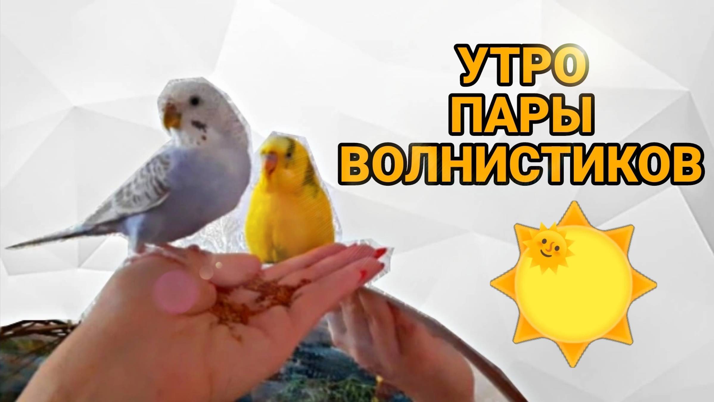 КАК НАСТУПАЕТ УТРО ПАРЫ ВОЛНИСТЫХ ПОПУГАЕВ ЧИКИ И МОЛЛИ! ВЕСЕЛОЕ УТРЕННИЕ ПЕНИЕ ПОПУГАЕВ! смотреть онлайн