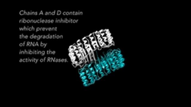 Ribonuclease inhibitor and angiogenin complex. смотреть онлайн