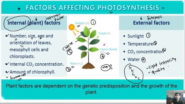 Photosynthesis I L 4 смотреть онлайн