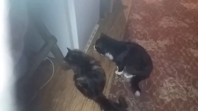 Коты ворюги смотреть онлайн