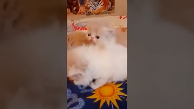 Персидские котята возраста трёх недель. смотреть онлайн