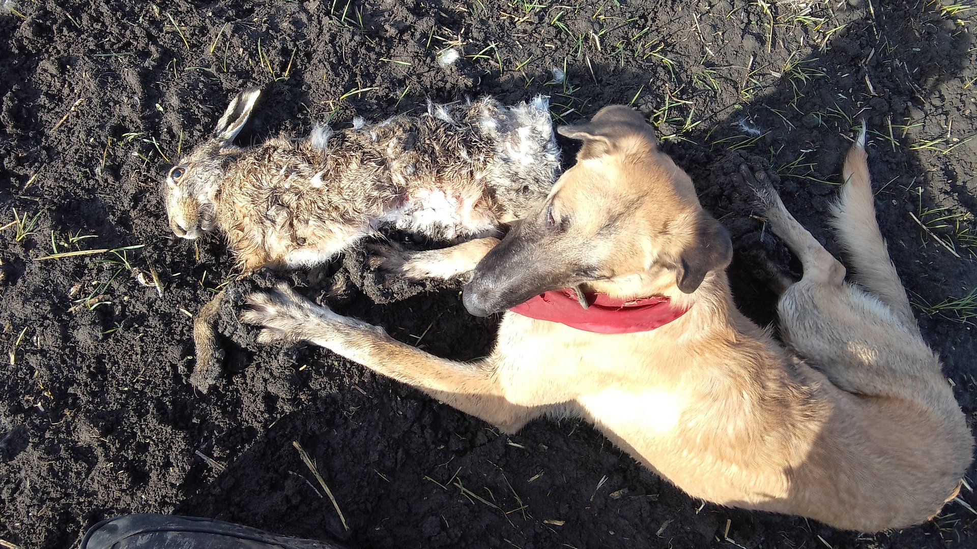 Охота на зайца с собаками 21.12.24г, сезон (2024-2025г)