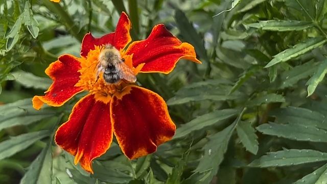 Одна на дачу 2 часть. Поломала настройки камеры, испортила видео смотреть онлайн