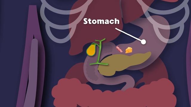 I Am YOUR Gallbladder! | The Human Gallbladder Song | KLT Anatomy смотреть онлайн