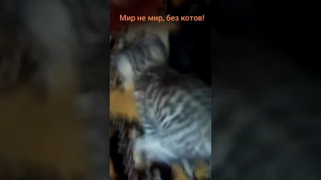 Котёнок Семён и Кошка Дымка