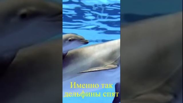 Работает только половина мозга #подпишись #животные #наука #интересныефакты #дельфины #мирнаизнанк смотреть онлайн