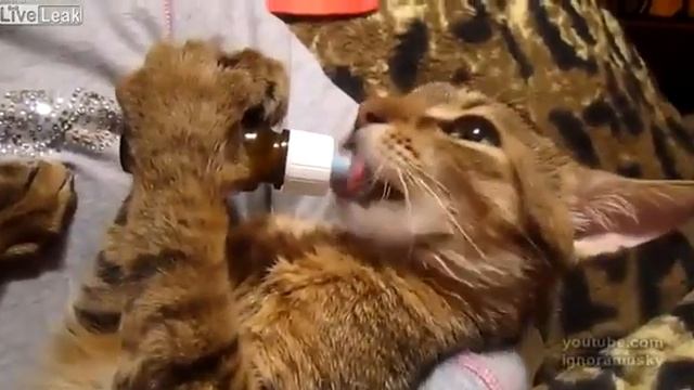 Лакомство для котенка.mp4 смотреть онлайн