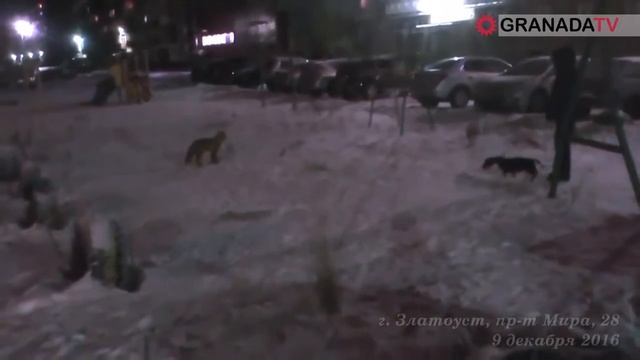 В Златоусте очевидцы сняли, как лиса играет с собакой
