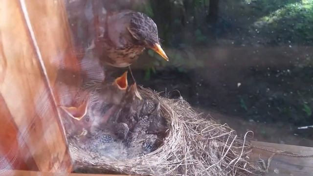 Птица кормит птенцов смотреть онлайн