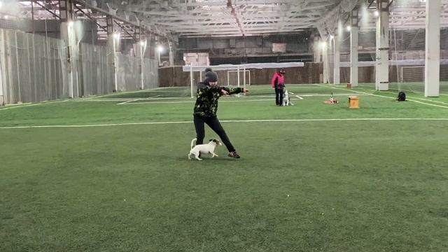 Танцы с собаками Dog Dance Тимошина Светлана & Гувер.Танец 