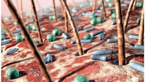 Сазонов С.В. 40. Кожа с волосом