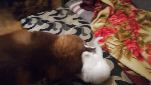 Как кошка с собакой. Хаски Граф играет с кошечкой - он для нее все! Весь мир! смотреть онлайн