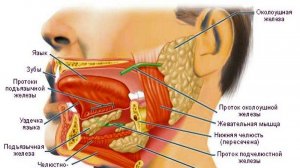 Сазонов С.В. 28. Околоушная железа