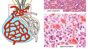 Сазонов С.В. 24. Гипофиз