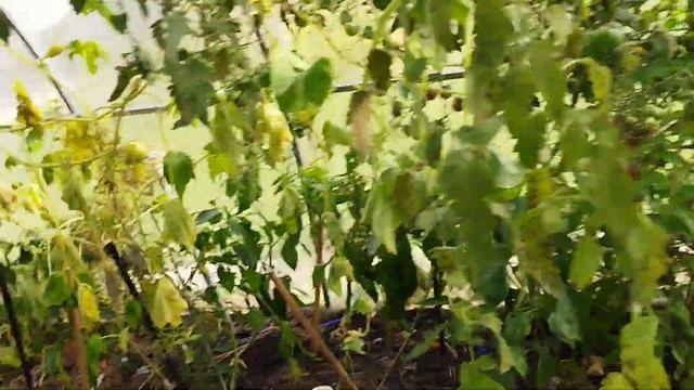 огородные дела. огурец, сорта Кураж, очень выносливый. делаю рассольник на зиму смотреть онлайн