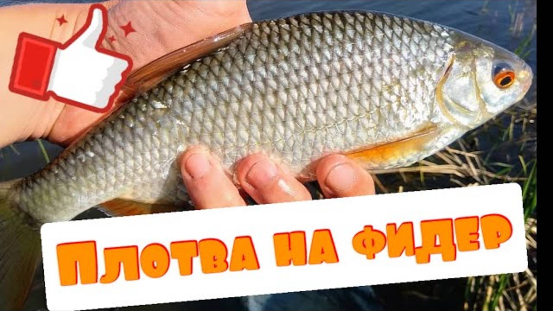 Рыбалка на озере. Ловля плотвы. Фидер 2020 смотреть онлайн