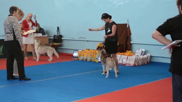 Шери,выставка 13 сентября' щенки смотреть онлайн