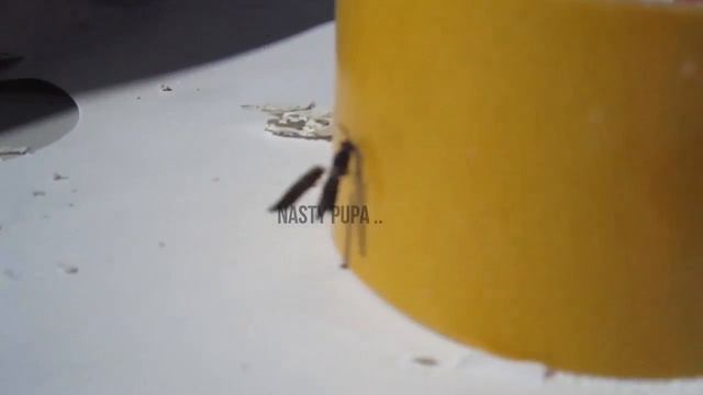 Farm432: Insect Breeding