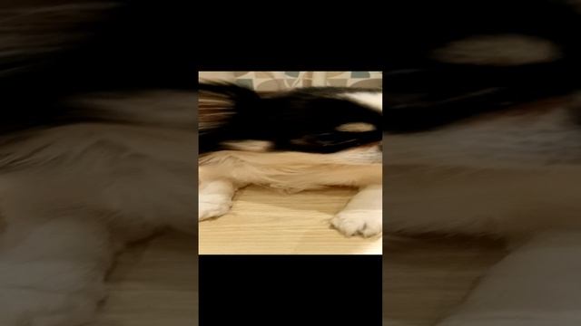 А что вы загадали? 🐶