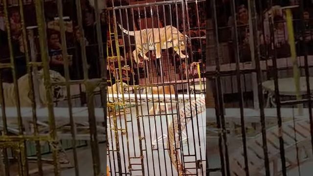 VID-20241223-WA0022 смотреть онлайн