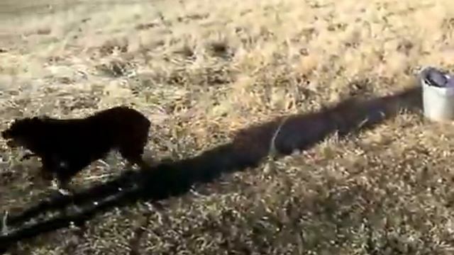 дрессура нашей келпи спустя месяц 2 смотреть онлайн