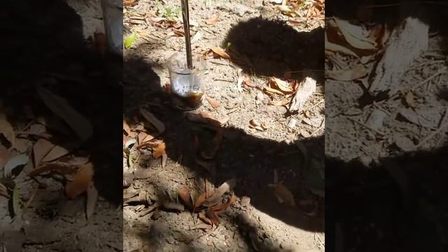 Carbon foam with H2SO4/sulfuric acid and powdered sugar "DO NOT TRY THIS AT HOME, CAN BE LETHAL!!!" смотреть онлайн