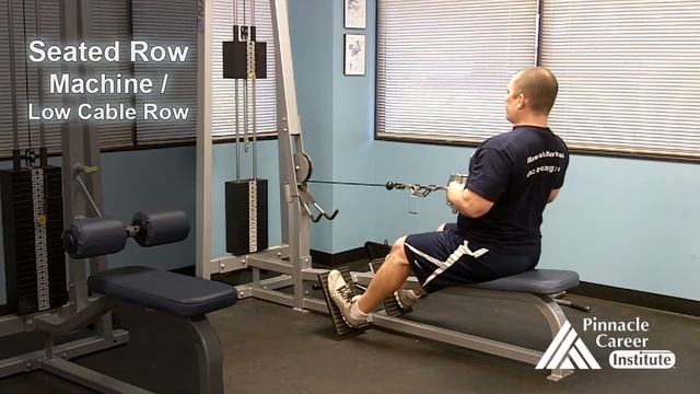 Seated Row Machine / Low Cable Row - Exercise Technique Lab смотреть онлайн