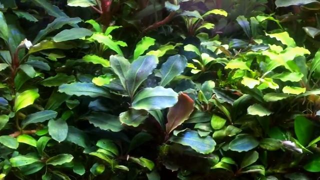 Bucephalandra collection 24.10.2017 смотреть онлайн