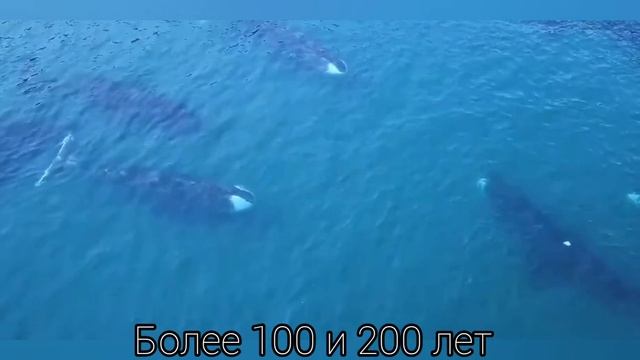 BelE Факты о самых живучих существах смотреть онлайн