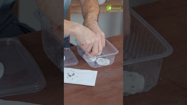 Стратификация семян лаванды смотреть онлайн