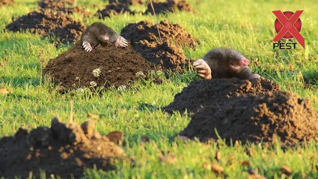 Solar Mole Repeller Smart Version （X-Pest®）